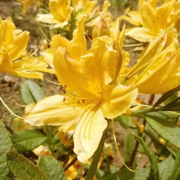 hell Gelb Azalee Blumensamen zur Aussaat Anzucht Traditionssorte & ohne Gentechnik Samen Hausgarten