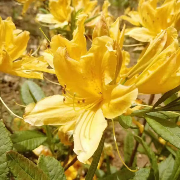 hell Gelb Azalee Blumensamen zur Aussaat Anzucht Traditionssorte & ohne Gentechnik Samen Hausgarten