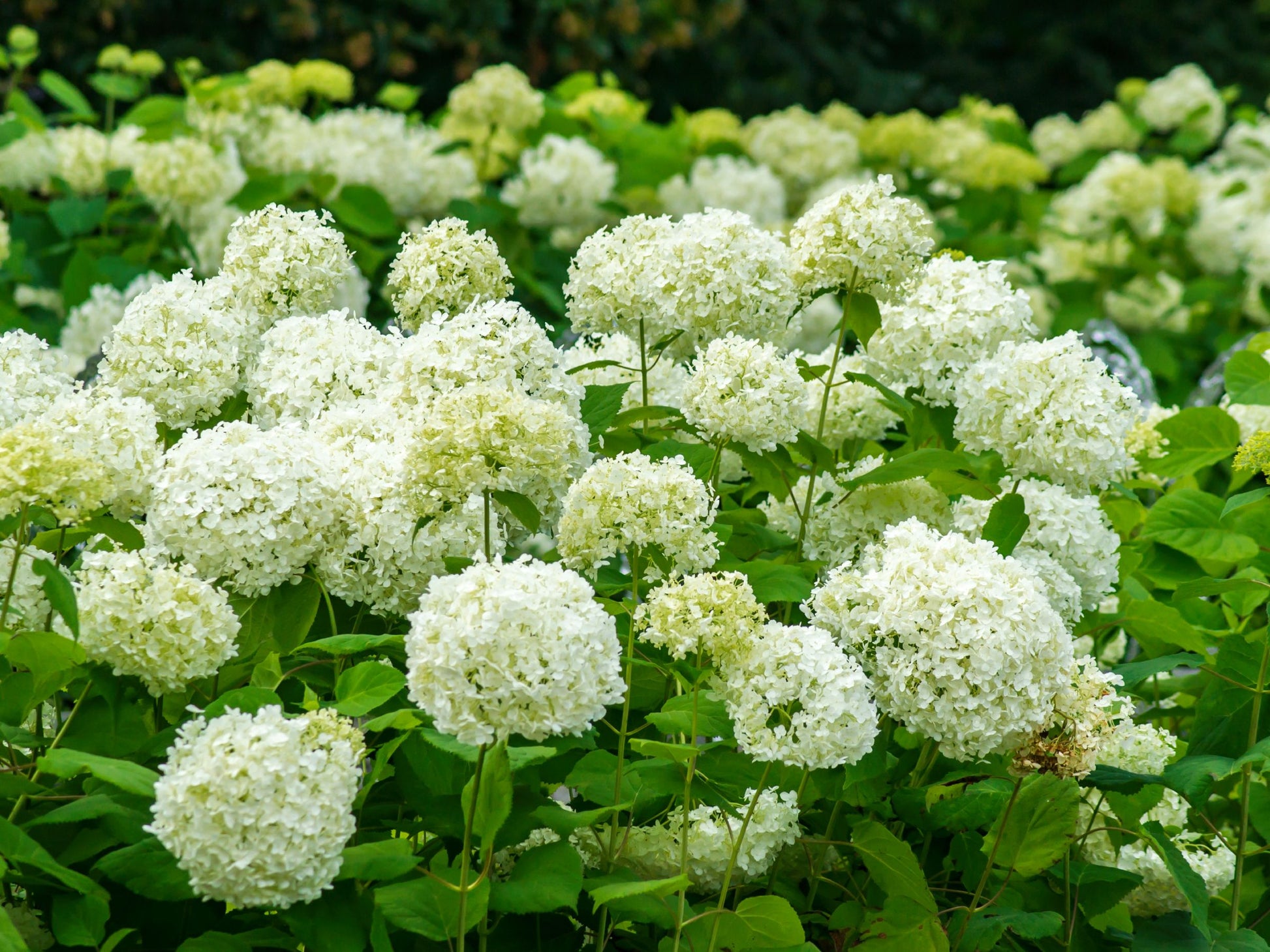 Hortensie Blumensamen zur Aussaat – hochwertige Qualitäts- – Traditionssorte & ohne Gentechnik Samen Hausgarten