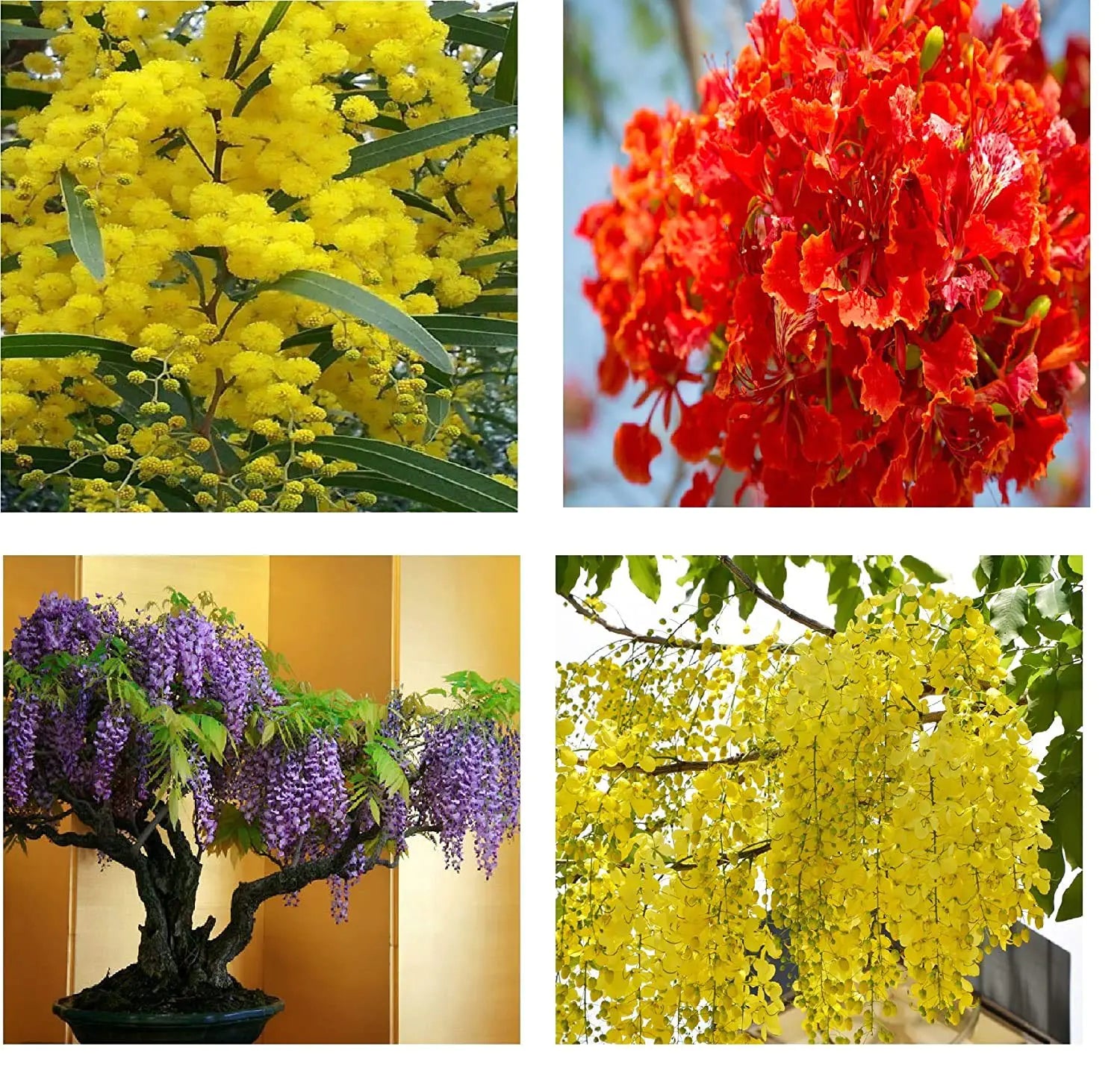 Gemischt Acacia mehrjährig Blumensamen zur Aussaat kompakt Wuchs Traditionssorte & ohne Gentechnik Samen Hausgarten