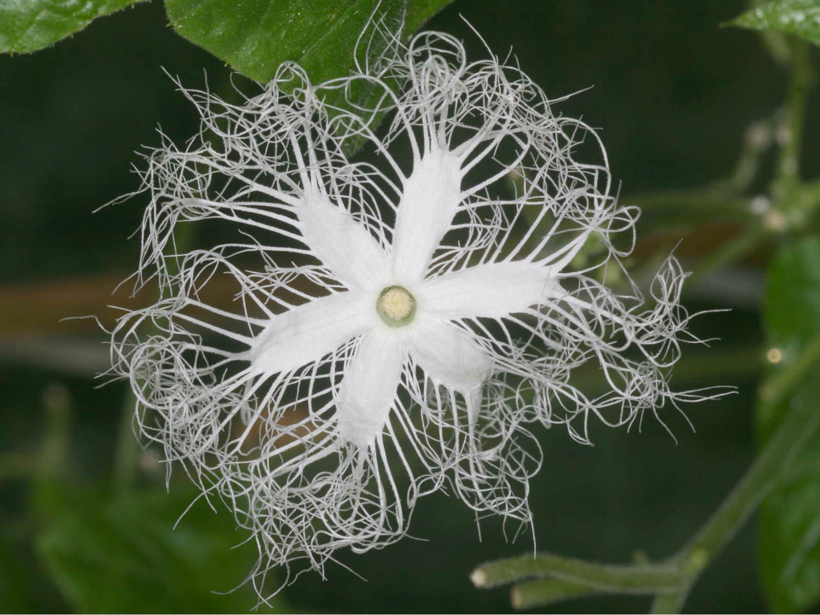 Weiß Trichosanthes Cucumerina Blumensamen zur Aussaat – leuchtend – Traditionssorte & ohne Gentechnik Samen Hausgarten