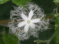 Weiß Trichosanthes Cucumerina Blumensamen zur Aussaat – leuchtend – Traditionssorte & ohne Gentechnik Samen Hausgarten