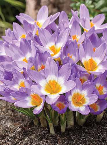 Blau Gelb Crocus Blumensamen zur Aussaat – Garten beliebt – Traditionssorte & ohne Gentechnik Samen Hausgarten