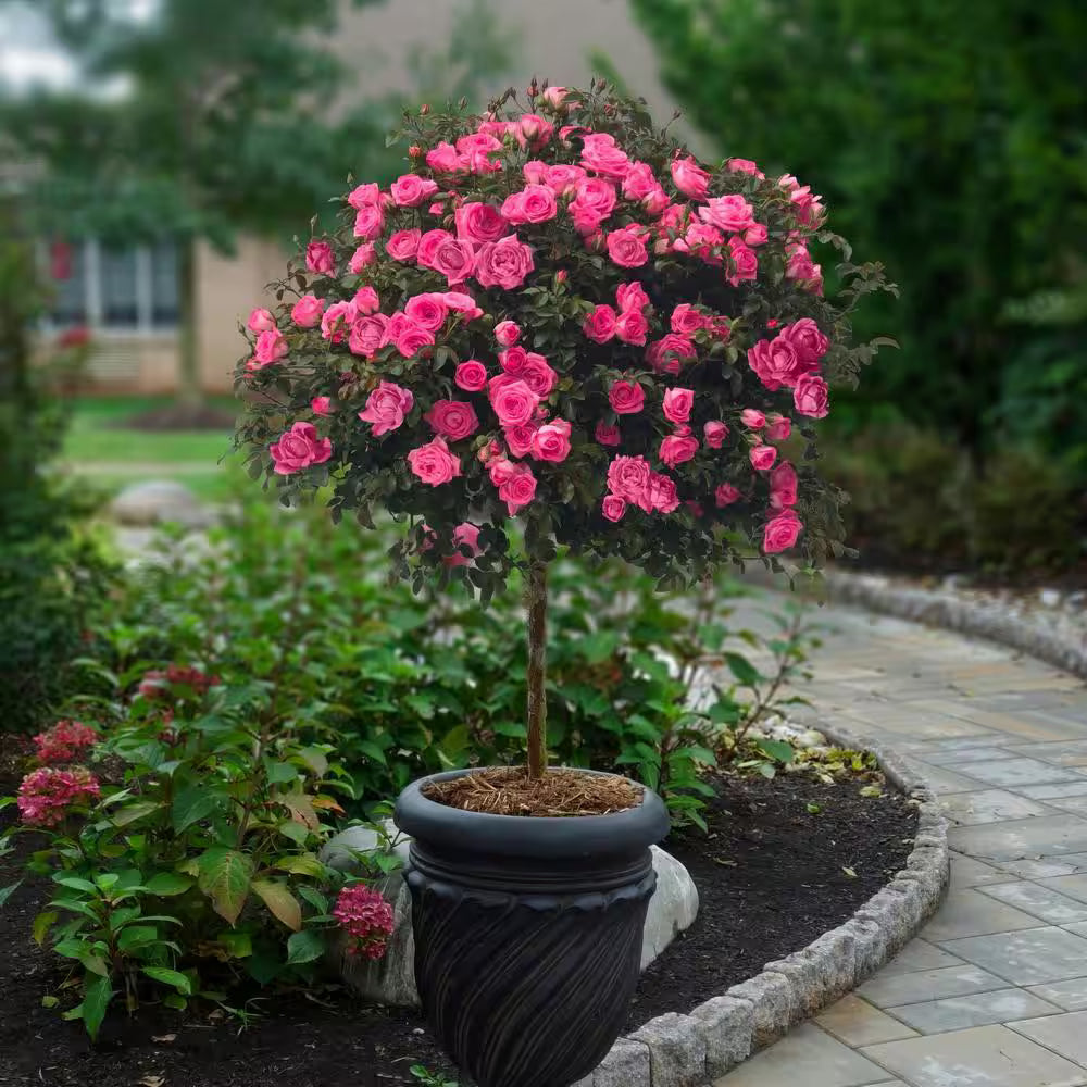 Non gmo tricolor rose samen