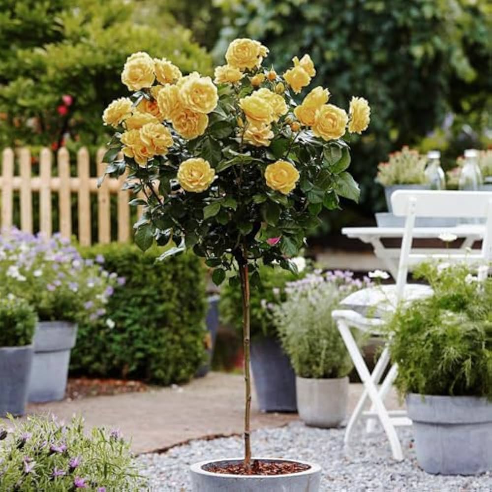 Ornamental tricolor rose flowering pflanze