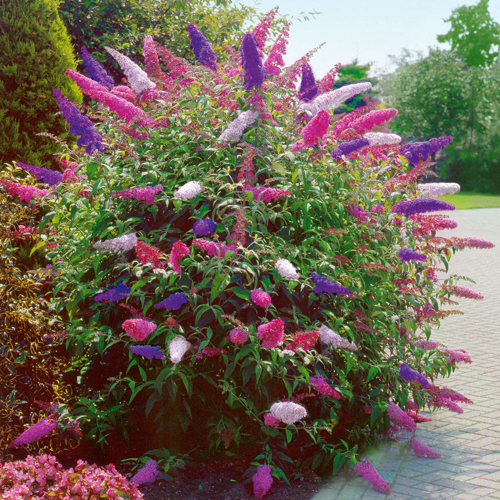 Sommerflieder Trikolore Blumensamen zur Aussaat hochwertige Qualitäts- Traditionssorte & ohne Gentechnik Samen Hausgarten