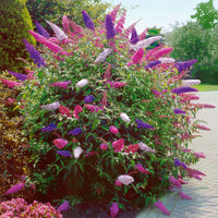 Sommerflieder Trikolore Blumensamen zur Aussaat hochwertige Qualitäts- Traditionssorte & ohne Gentechnik Samen Hausgarten