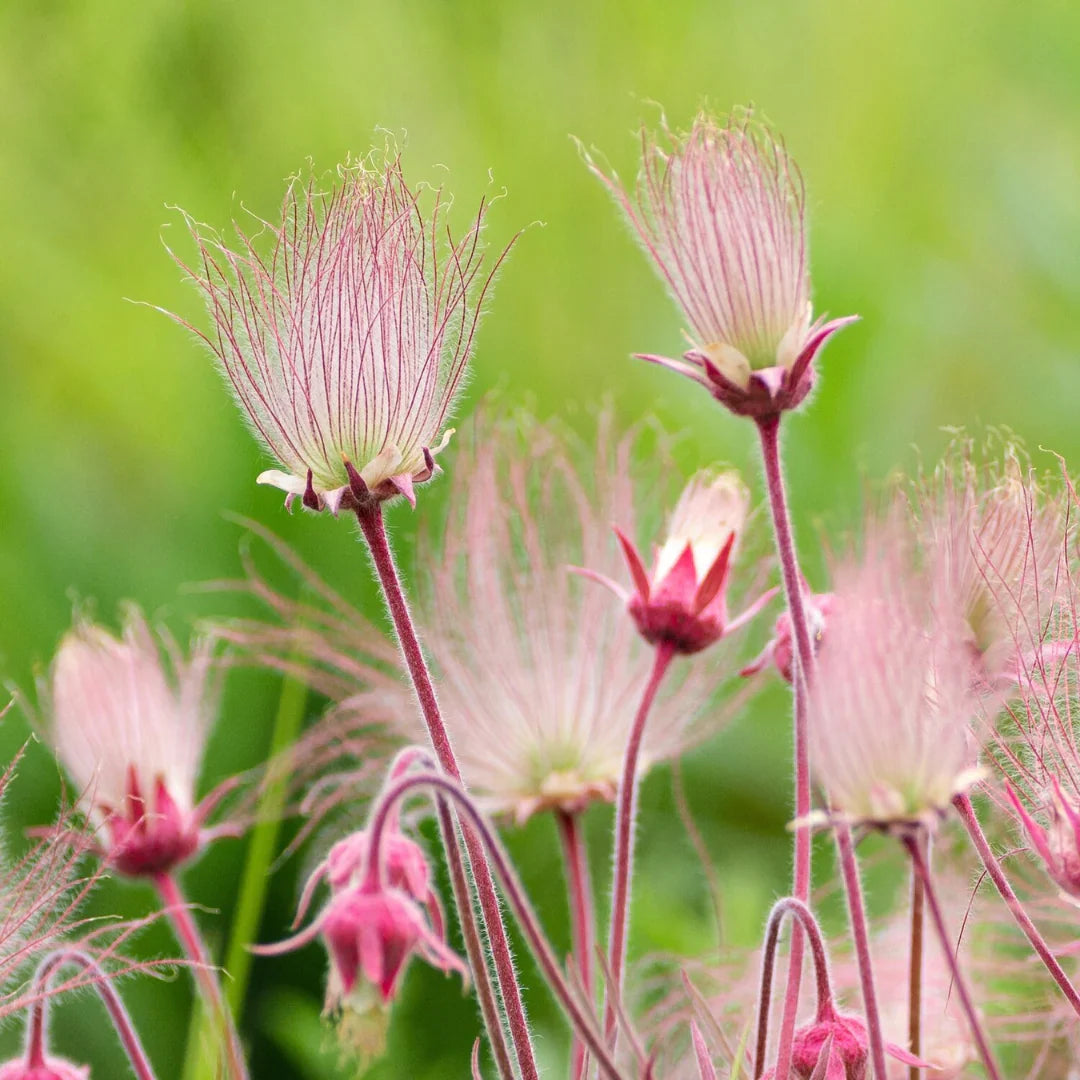 Non gmo triflorum anpflanzung samen