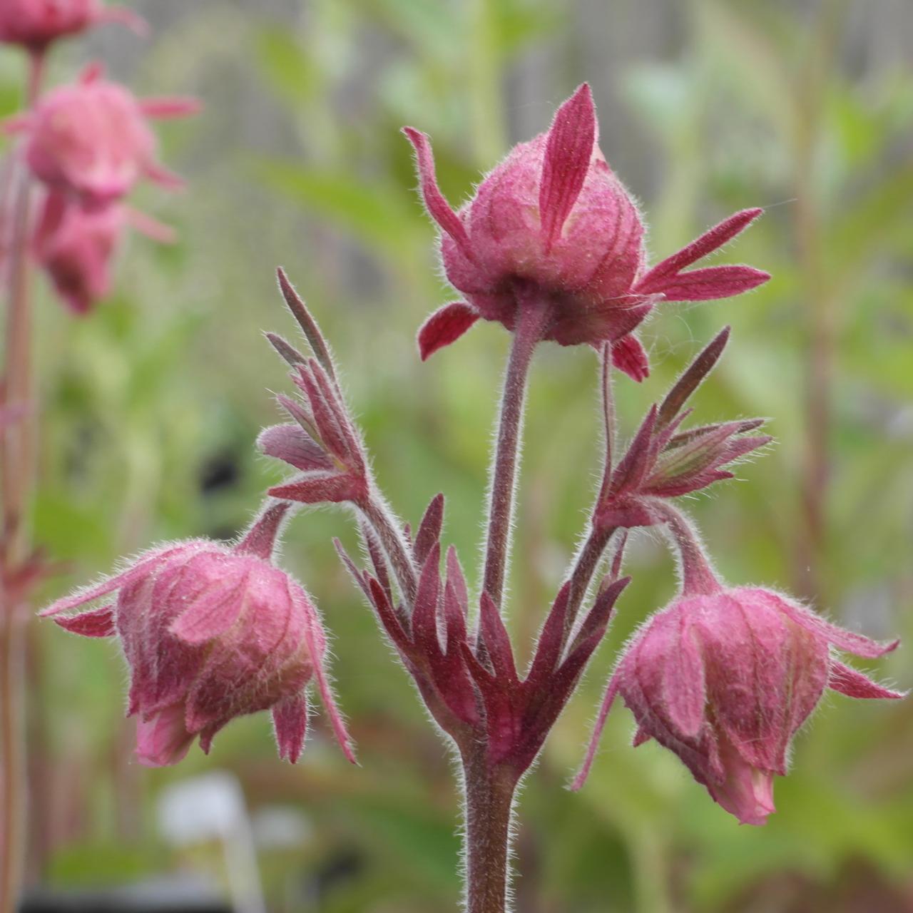 Ornamental triflorum flowering samen for gardens