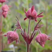 Ornamental triflorum flowering samen for gardens