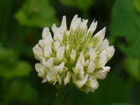 Trifolium repens samen for gardening
