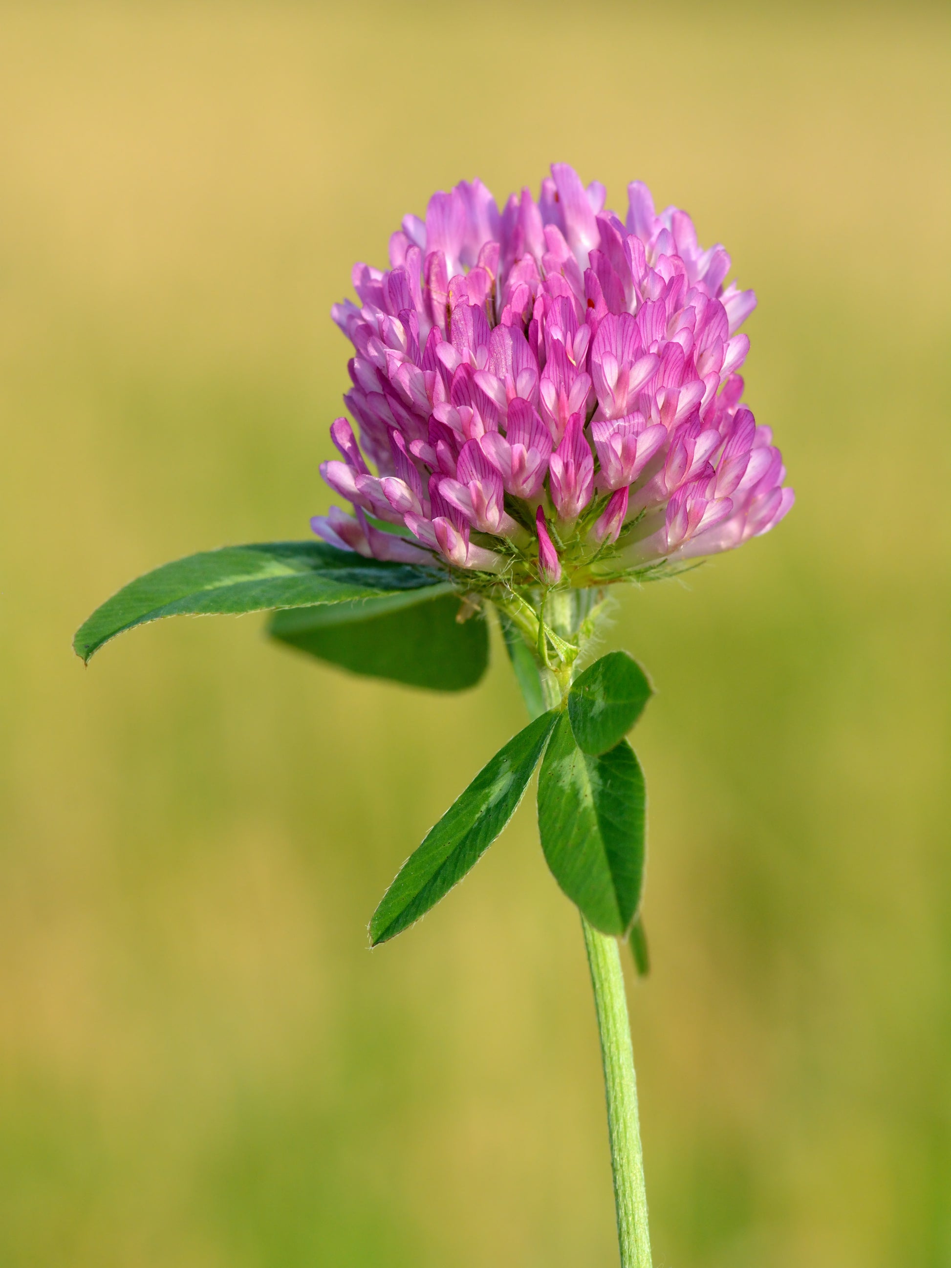 Meadow Clover Blumensamen zur Aussaat sonnenliebend Traditionssorte & ohne Gentechnik Samen Hausgarten