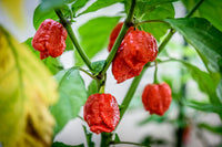 Rot Trinidad Scorpion Samen zum Pflanzen  Hot Pepper Variety