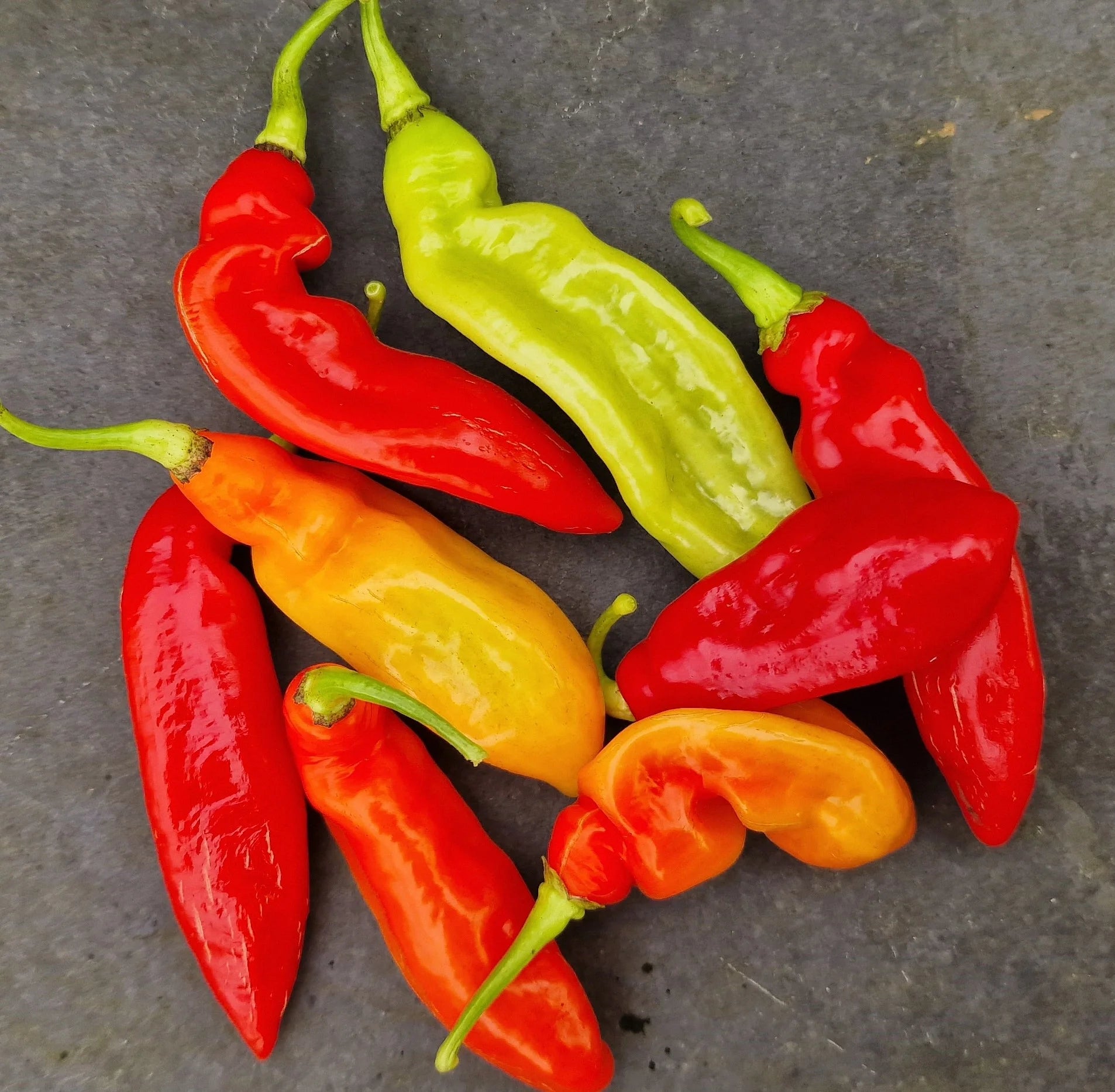 Trinidad Pimento Capsicum chinense Pepper Samen zum Pflanzen in Garden