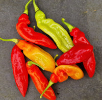 Trinidad Pimento Capsicum chinense Pepper Samen zum Pflanzen in Garden
