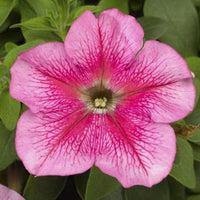 Rosa & Weiß Petunie Blumensamen zur Aussaat Wildblume Mischung Traditionssorte & ohne Gentechnik Samen Hausgarten