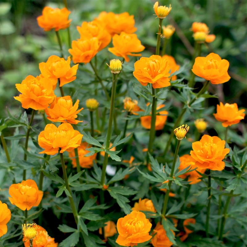 Semillas de flores de Trollius, ideales para sembrar