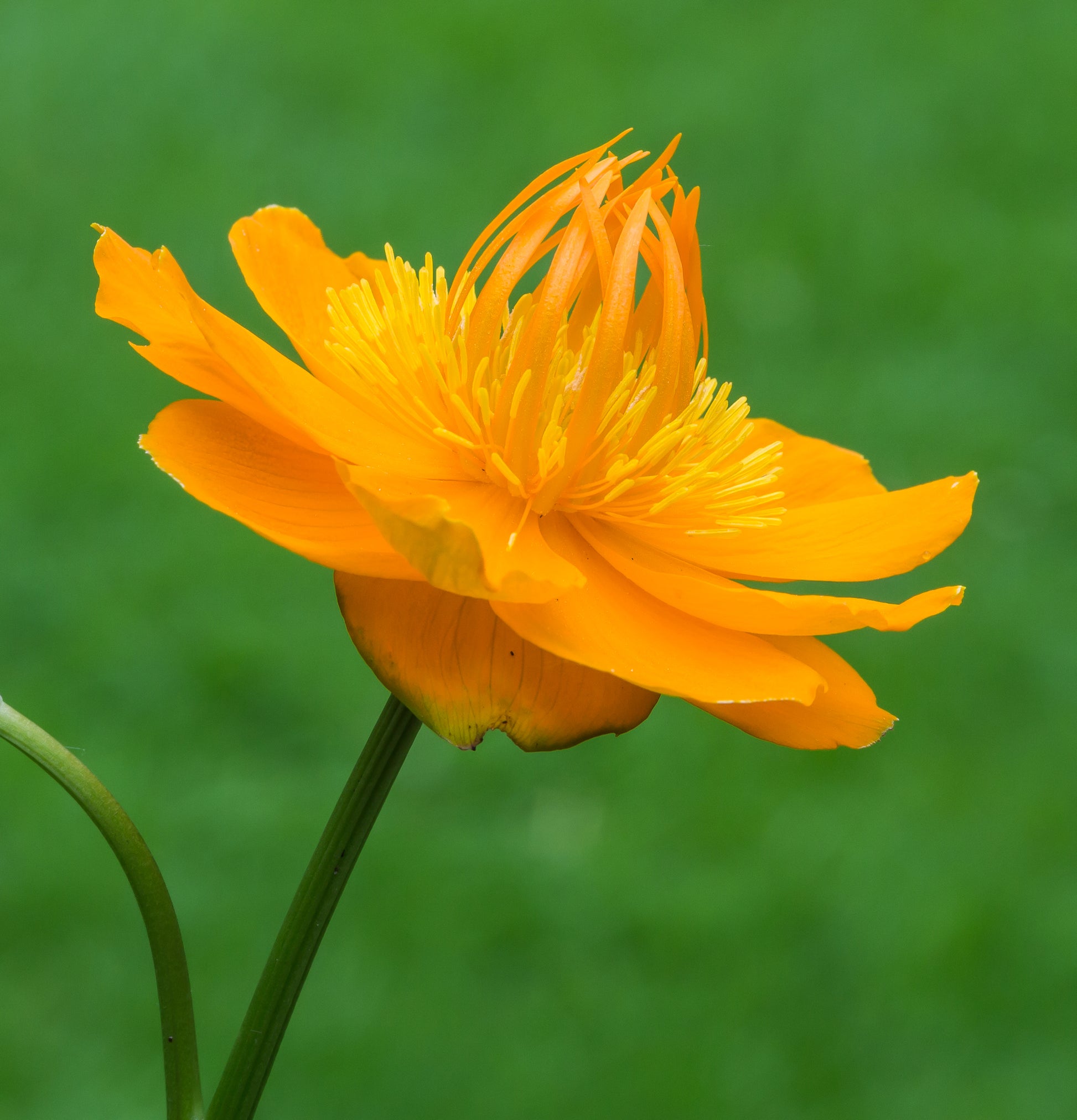Trollius Blumensamen ideal zur Aussaat