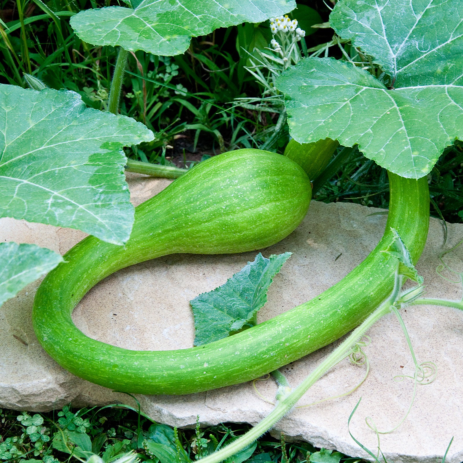 Green Trombocino Gemüse Planting Samen for Your Garden