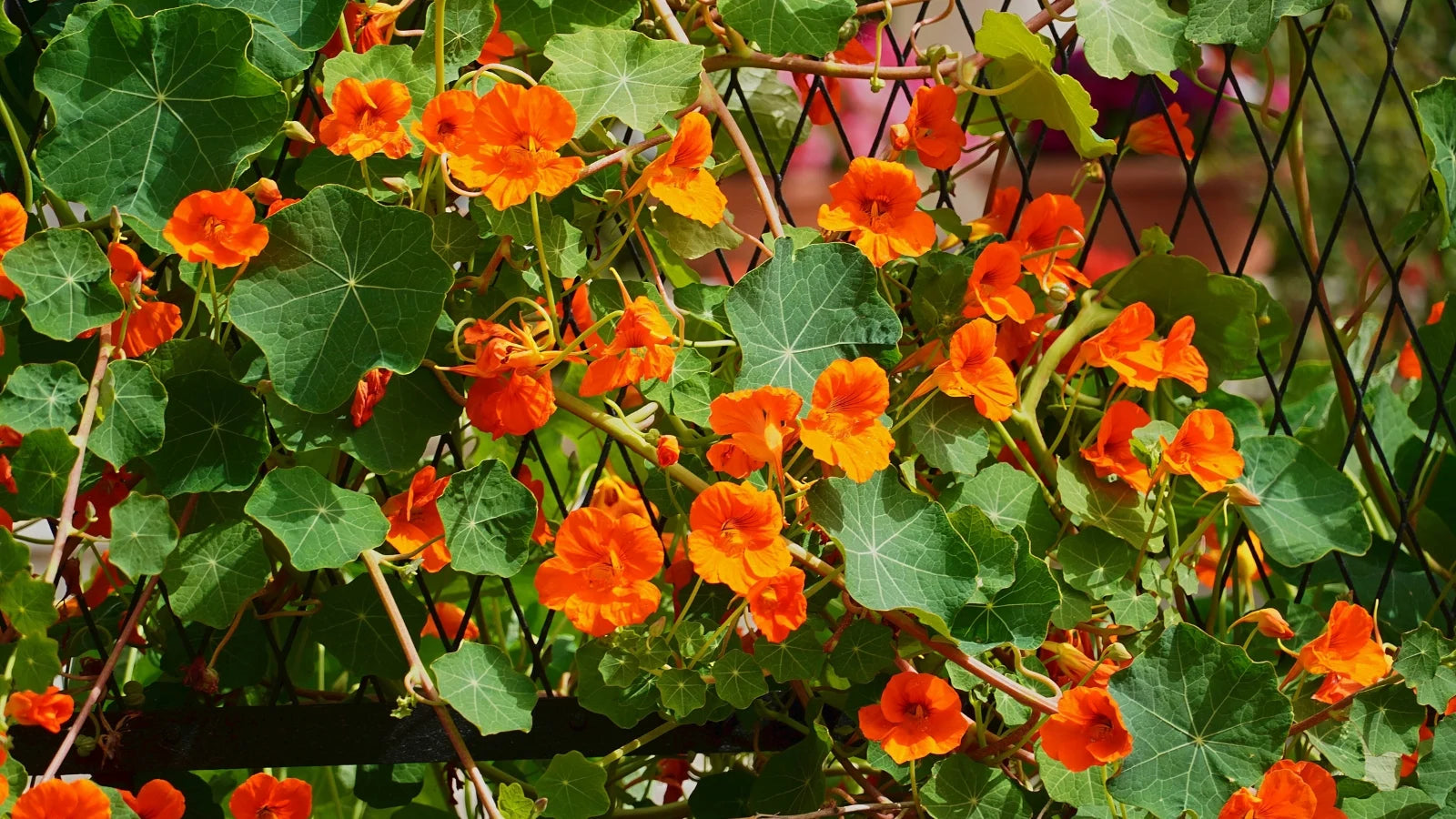 Mischung Tropaeolum Majus Blumensamen zur Aussaat – leuchtend – Traditionssorte & ohne Gentechnik Samen Hausgarten