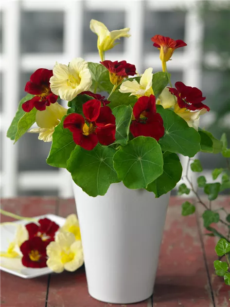 Night und Day Mischung Kapuzinerkresse Re-Seeding einjährig Samen ausdrucksstark – farbenfroh Gartenblumen