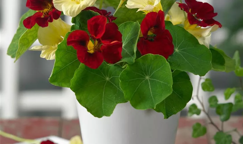 Night und Day Mischung Kapuzinerkresse Re-Seeding einjährig Samen ausdrucksstark – farbenfroh Gartenblumen