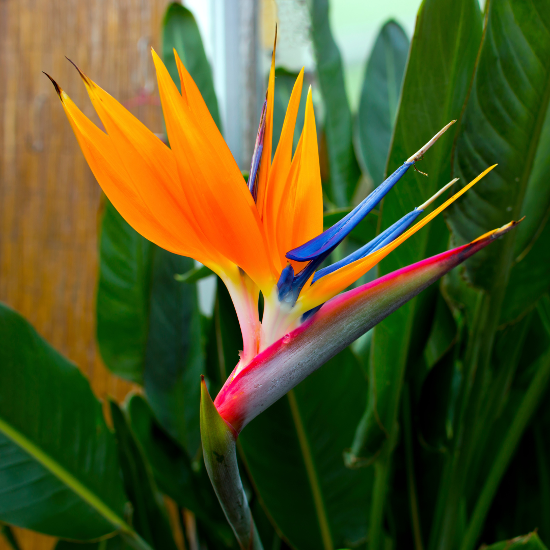 Paradiesvogelblume Blumensamen zur Aussaat Drought verträglich Traditionssorte & ohne Gentechnik Samen Hausgarten