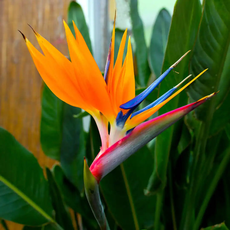Graines de fleurs d’oiseau du paradis à semer, faciles d’entretien, variété traditionnelle et sans OGM, graines pour jardin familial