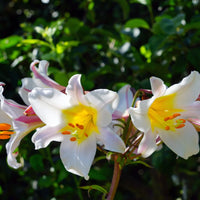 Lilium Regale Blumensamen zur Aussaat – sonnenliebend – Traditionssorte & ohne Gentechnik Samen Hausgarten