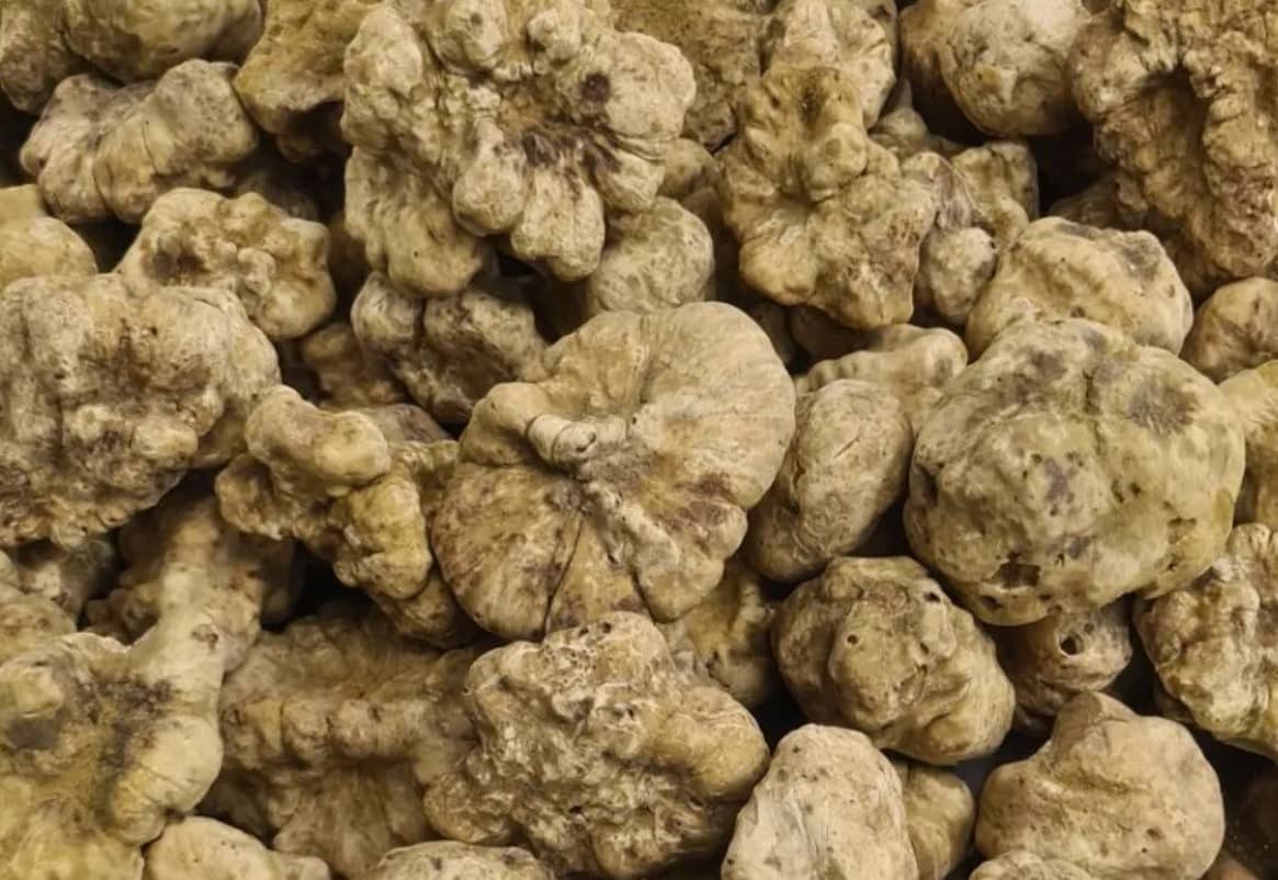 Tuber Magnatum Planting Samen  Premium Gemüsesamen for Home Garden