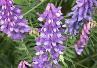 Weiß Lila Wicke Blumensamen duftend Blüten Traditionssorte ohne Gentechnik biologisch Garten Samen zur Aussaat