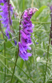 Blau Vetch Blumensamen zur Aussaat – Halbschatten verträglich – Traditionssorte & ohne Gentechnik Samen Hausgarten
