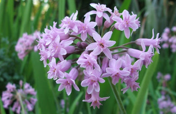 Tulbaghia Blumensamen zur Aussaat – leuchtend Blüten – Traditionssorte & ohne Gentechnik Samen Hausgarten