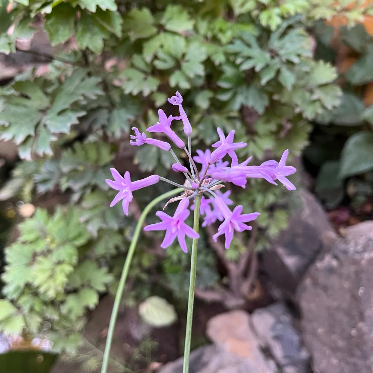 Tulbaghia Blumensamen zur Aussaat – leuchtend Blüten – Traditionssorte & ohne Gentechnik Samen Hausgarten