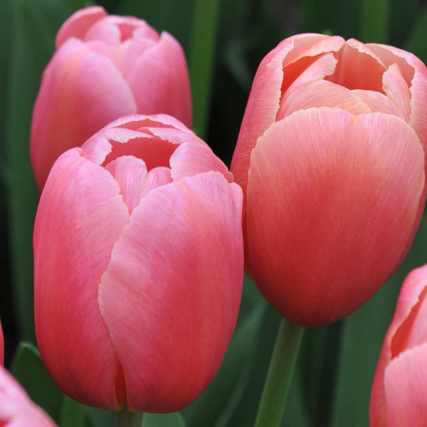 klein Rosa Tulpe Blume Samen zur Aussaat ideal für Frühlingsgärten