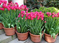 Bicolor rosa and weiß tulip samen for gardens