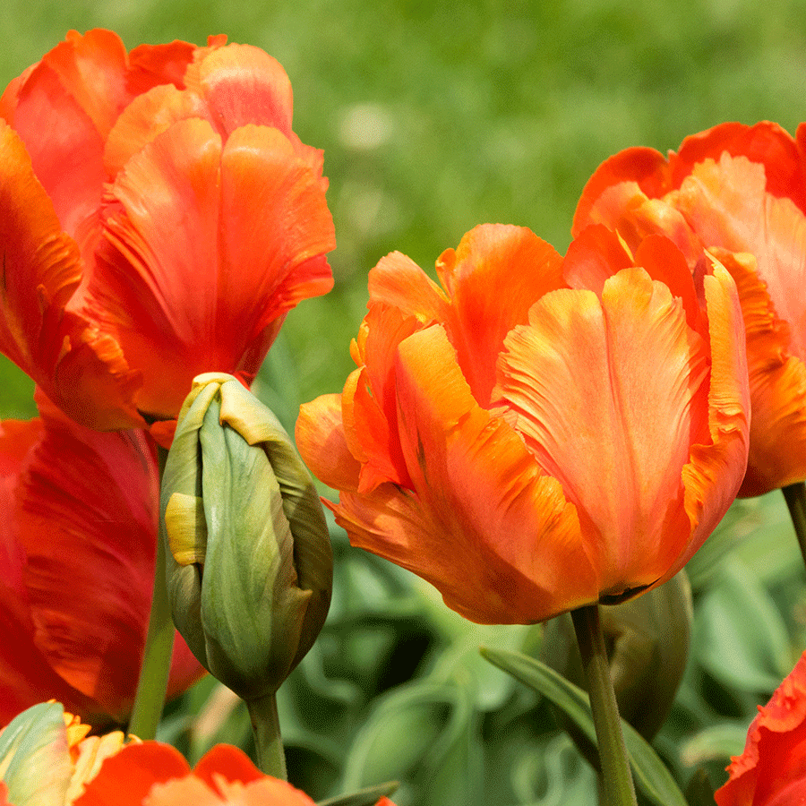 Tulpe Orange Blumensamen zur Aussaat – Drought verträglich – Traditionssorte & ohne Gentechnik Samen Hausgarten