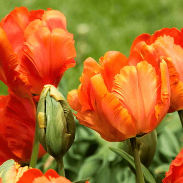 Tulpe Orange Blumensamen zur Aussaat – Drought verträglich – Traditionssorte & ohne Gentechnik Samen Hausgarten