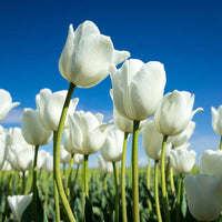 Tulpe Blumensamen zur Aussaat – Garten beliebt – Traditionssorte & ohne Gentechnik Samen Hausgarten