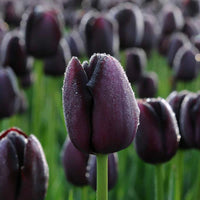 Schwarz Tulpe Blumensamen zur Aussaat