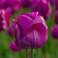 Violett Tulpe Blumensamen zur Aussaat – kompakt Wuchs – Traditionssorte & ohne Gentechnik Samen Hausgarten