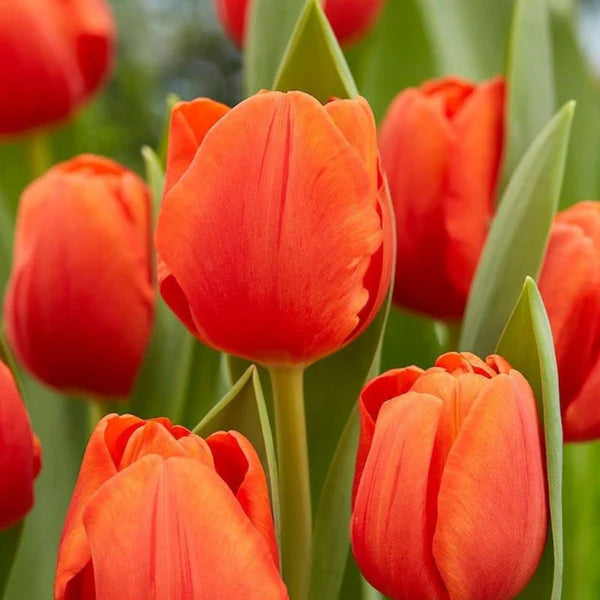 Tulpe Orange Blumensamen zur Aussaat – Drought verträglich – Traditionssorte & ohne Gentechnik Samen Hausgarten
