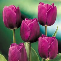 dunkel Lila Tulpe Blumensamen zur Aussaat leuchtend Blüten Traditionssorte & ohne Gentechnik Samen Hausgarten