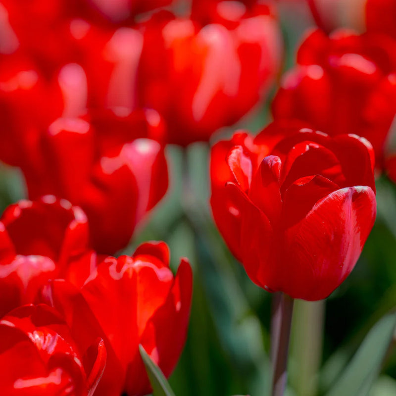 tief Rot Tulpe Blumensamen leuchtend Blüten Traditionssorte & ohne Gentechnik Samen Hausgarten
