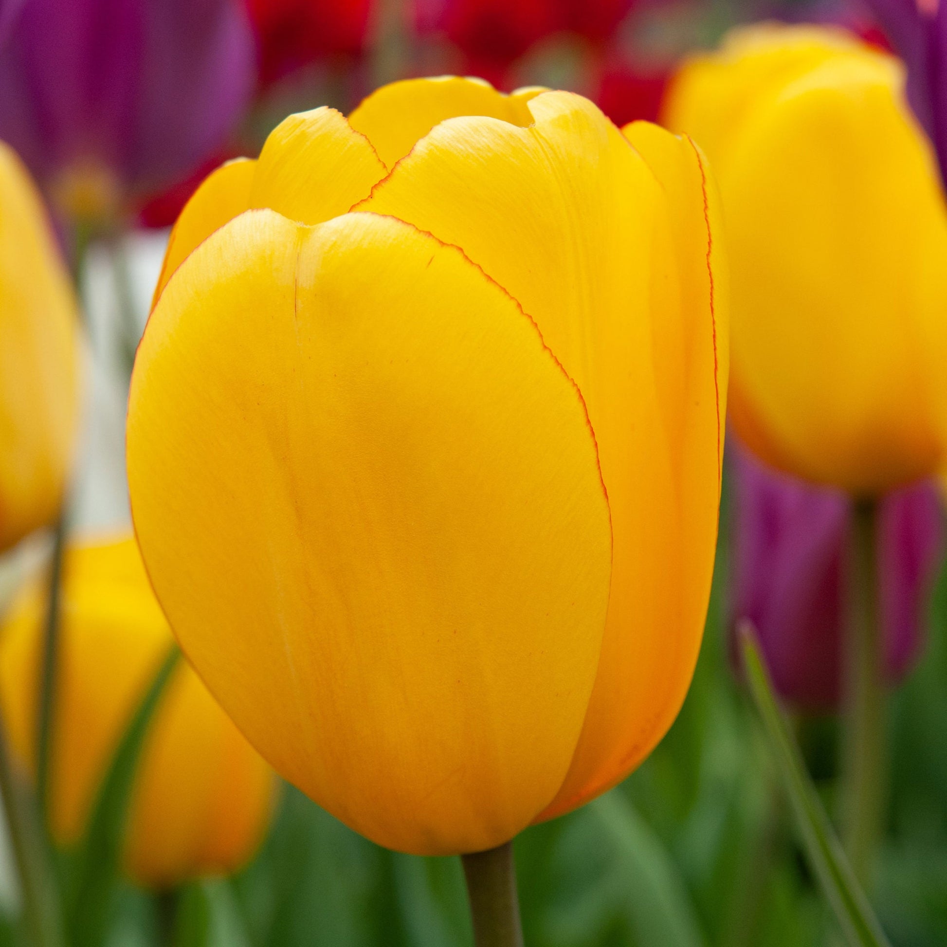 Vibrant gelb tulip blooms in garten
