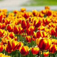 Rot Gelb Tulpe Blumensamen Blumensamen zur Aussaat saisonal Dauerblüher Traditionssorte & ohne Gentechnik Samen Hausgarten