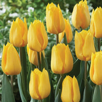 tief Gelb Tulpe Blumensamen zur Aussaat kompakt Wuchs Traditionssorte & ohne Gentechnik Samen Hausgarten