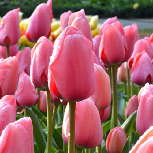 Pfirsichfarben Tulpe Blumensamen zur Aussaat Anzucht Traditionssorte & ohne Gentechnik Samen Hausgarten