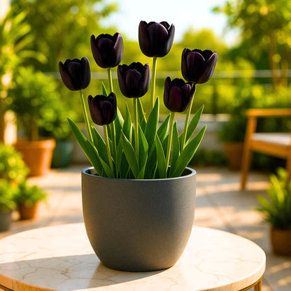 dunkel Khaki Tulpe Blumensamen zur Aussaat Garten beliebt Traditionssorte & ohne Gentechnik Samen Hausgarten