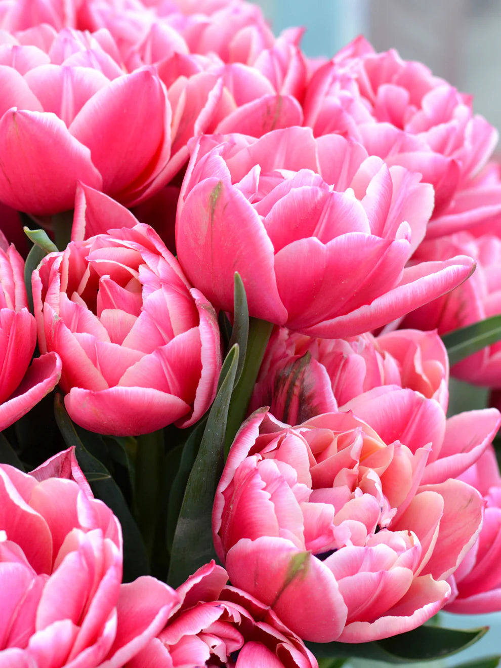 gefüllt Tulpe Blumensamen zur Aussaat robust Sorte Traditionssorte & ohne Gentechnik Samen Hausgarten